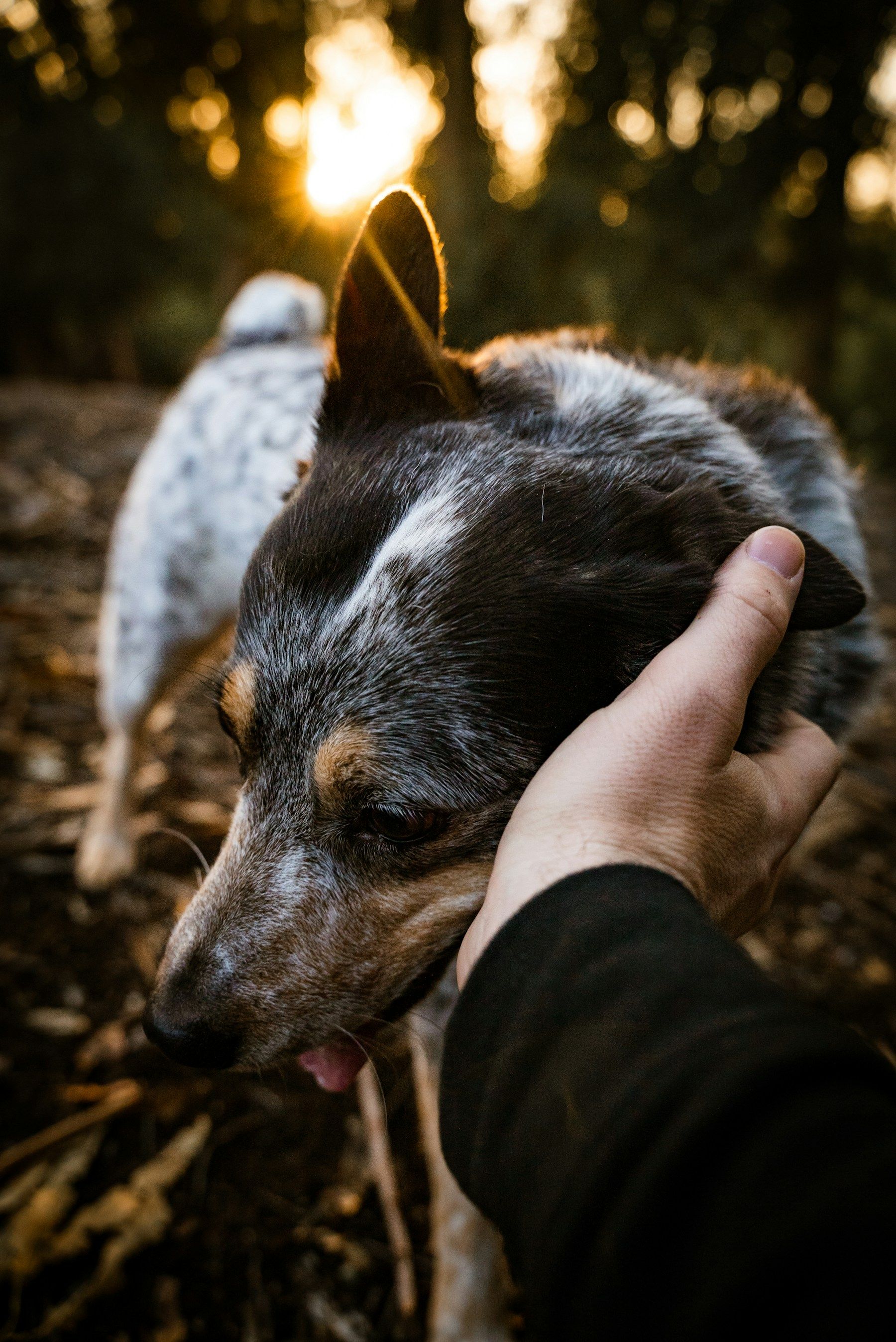 A person gently petting a dog during a woodland walk